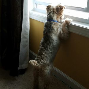 Meet your Posher, Lorraine alsace